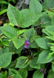 Vicia ohwiana