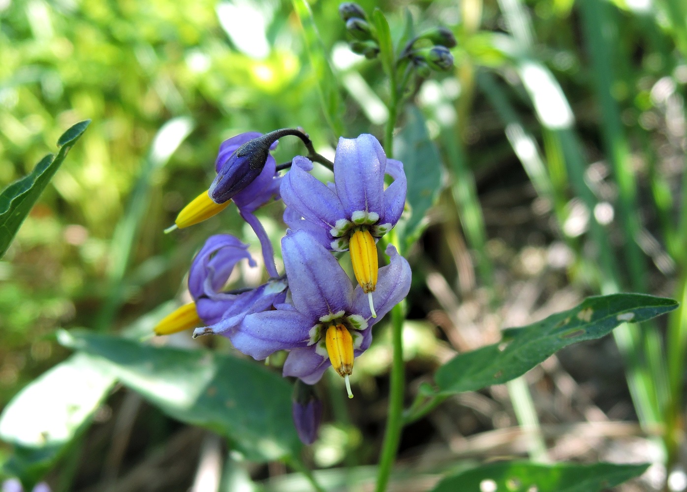 Изображение особи Solanum dulcamara.