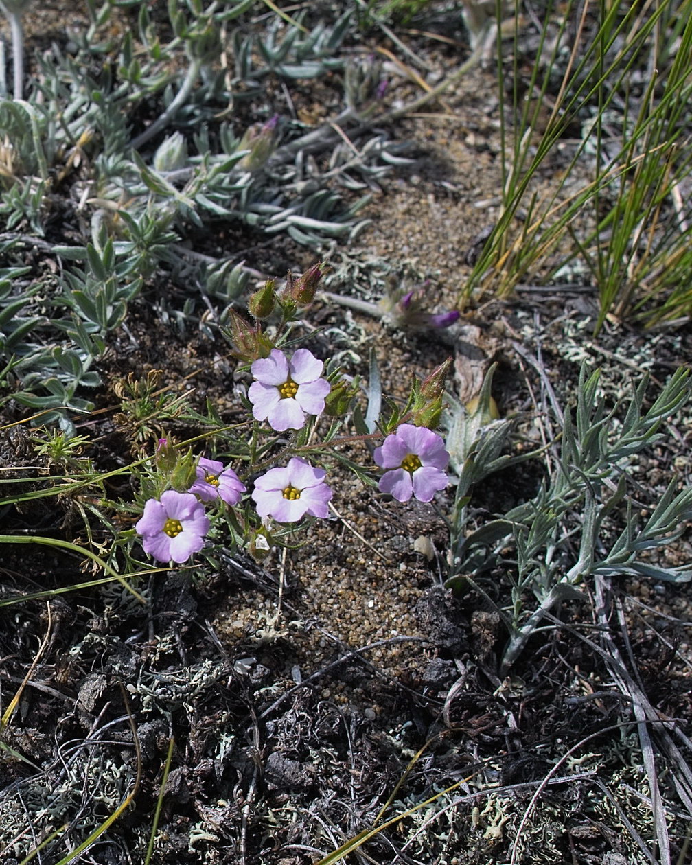 Image of Chamaerhodos grandiflora specimen.