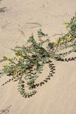 Astragalus farctus