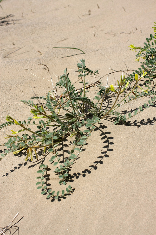 Image of Astragalus farctus specimen.