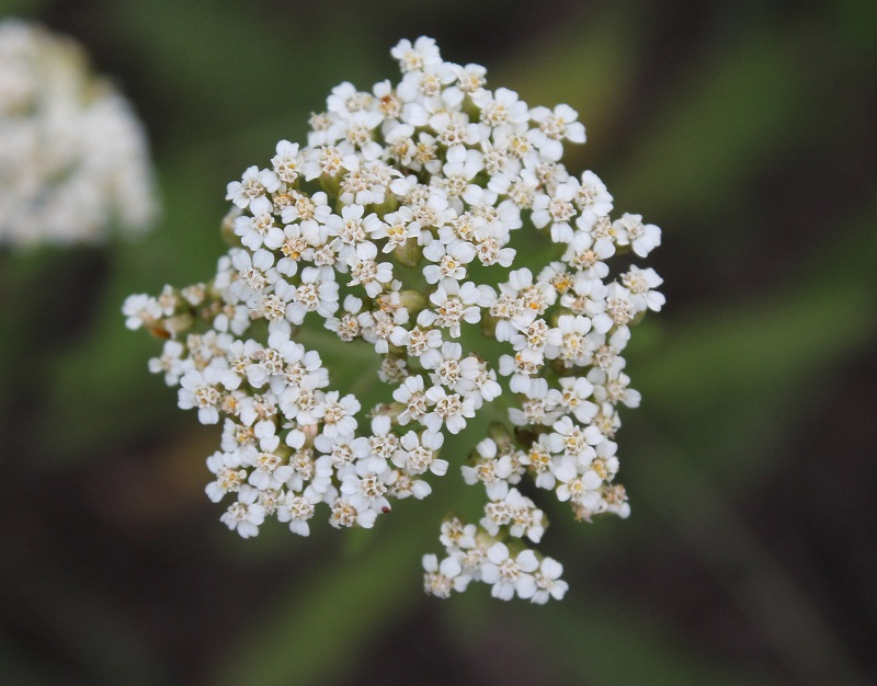 Изображение особи Achillea millefolium.