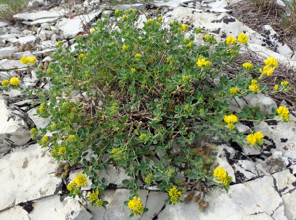 Image of Melilotoides cretacea specimen.