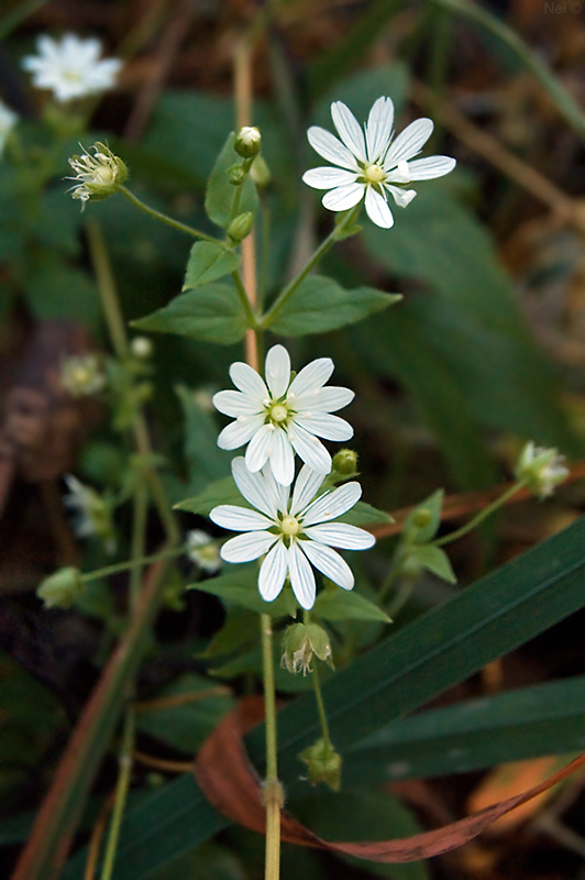 Image of Stellaria bungeana specimen.