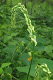 Lathyrus davidii