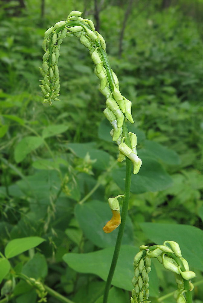 Изображение особи Lathyrus davidii.