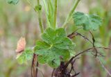 Alchemilla sarmatica