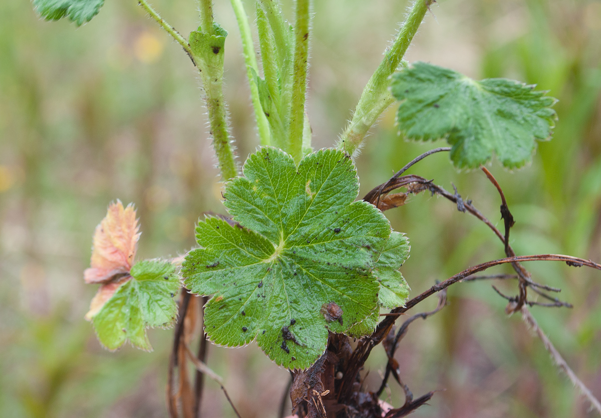 Изображение особи Alchemilla sarmatica.