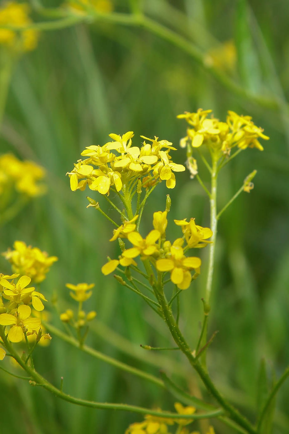 Image of Bunias orientalis specimen.
