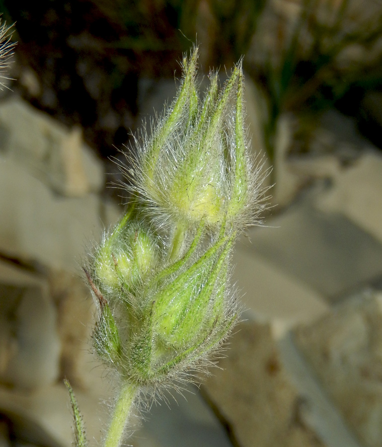 Image of Potentilla callieri specimen.