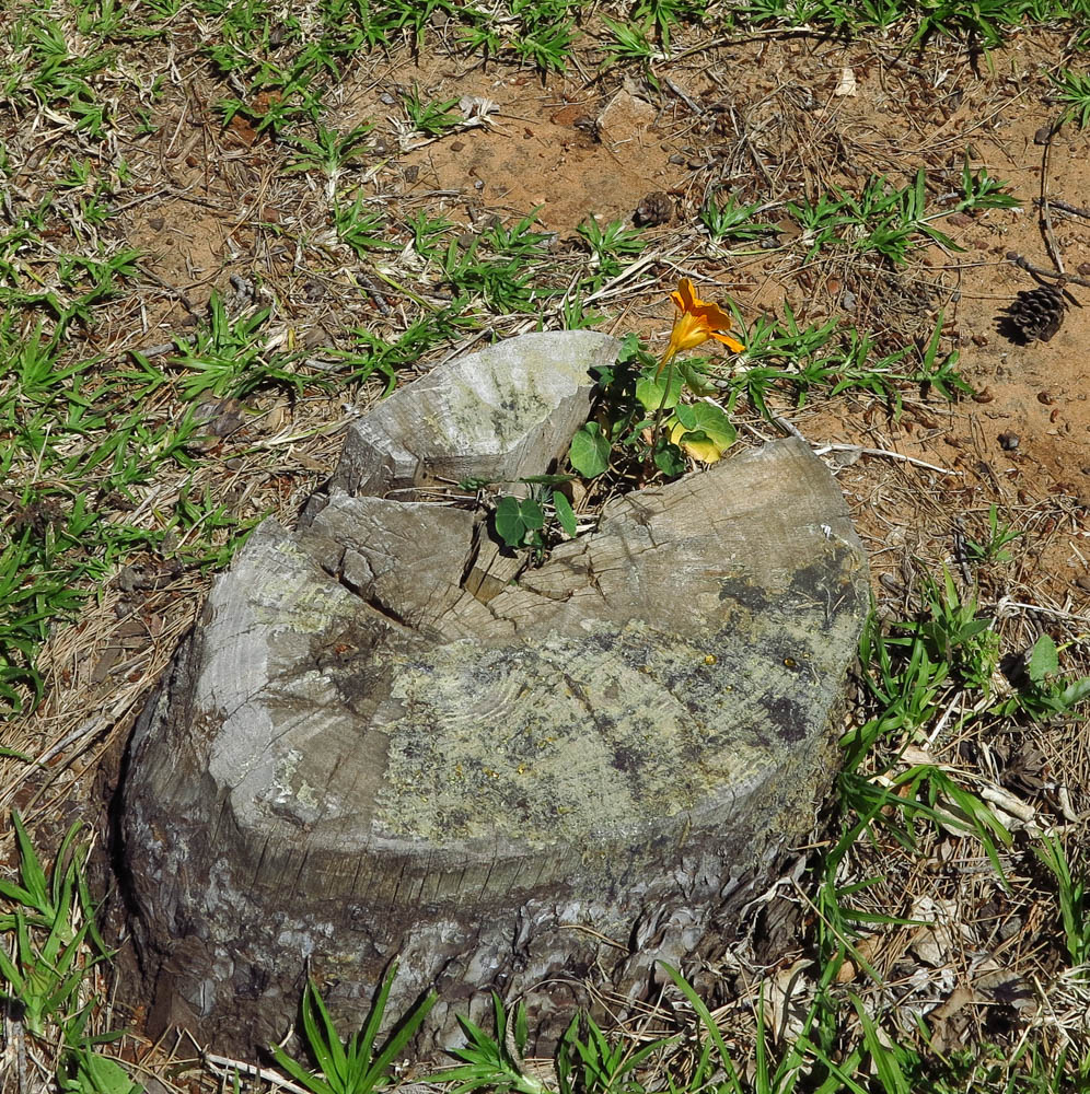 Image of Tropaeolum majus specimen.