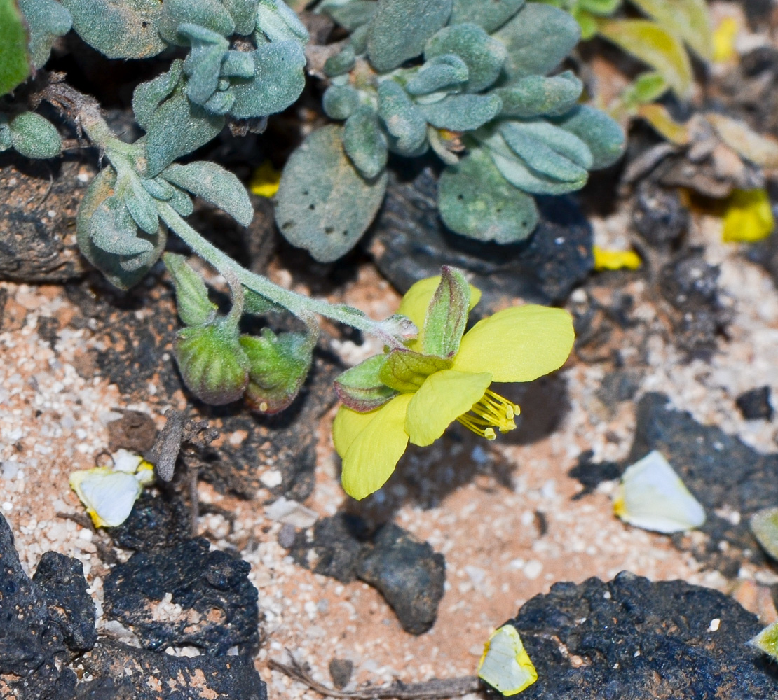 Изображение особи Helianthemum canariense.