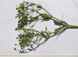 Ranunculus sceleratus