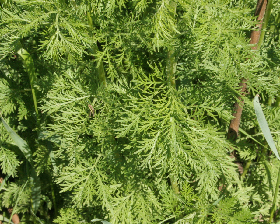 Изображение особи Artemisia abrotanum.