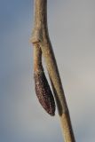 Alnus incana