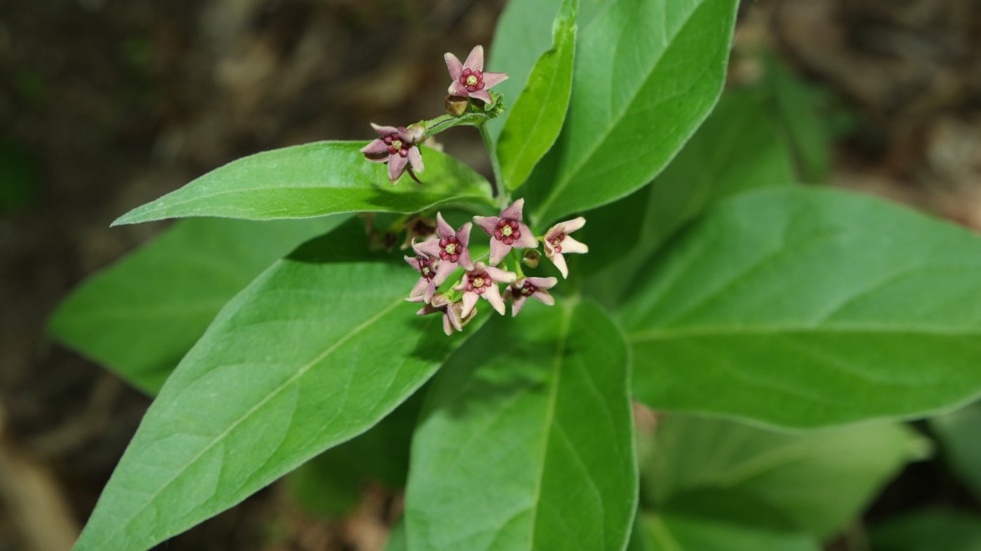 Image of Vincetoxicum scandens specimen.