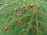 Asparagus officinalis