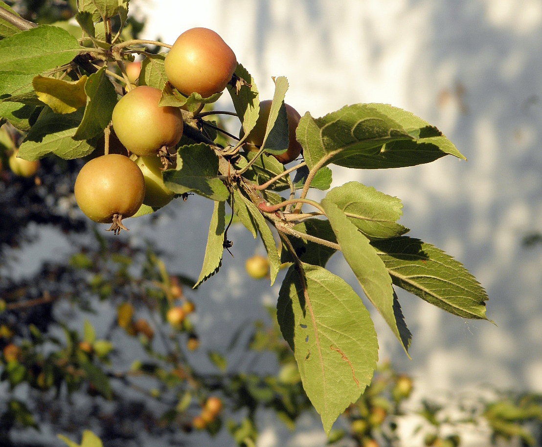 Image of Malus prunifolia specimen.