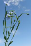 Linum usitatissimum
