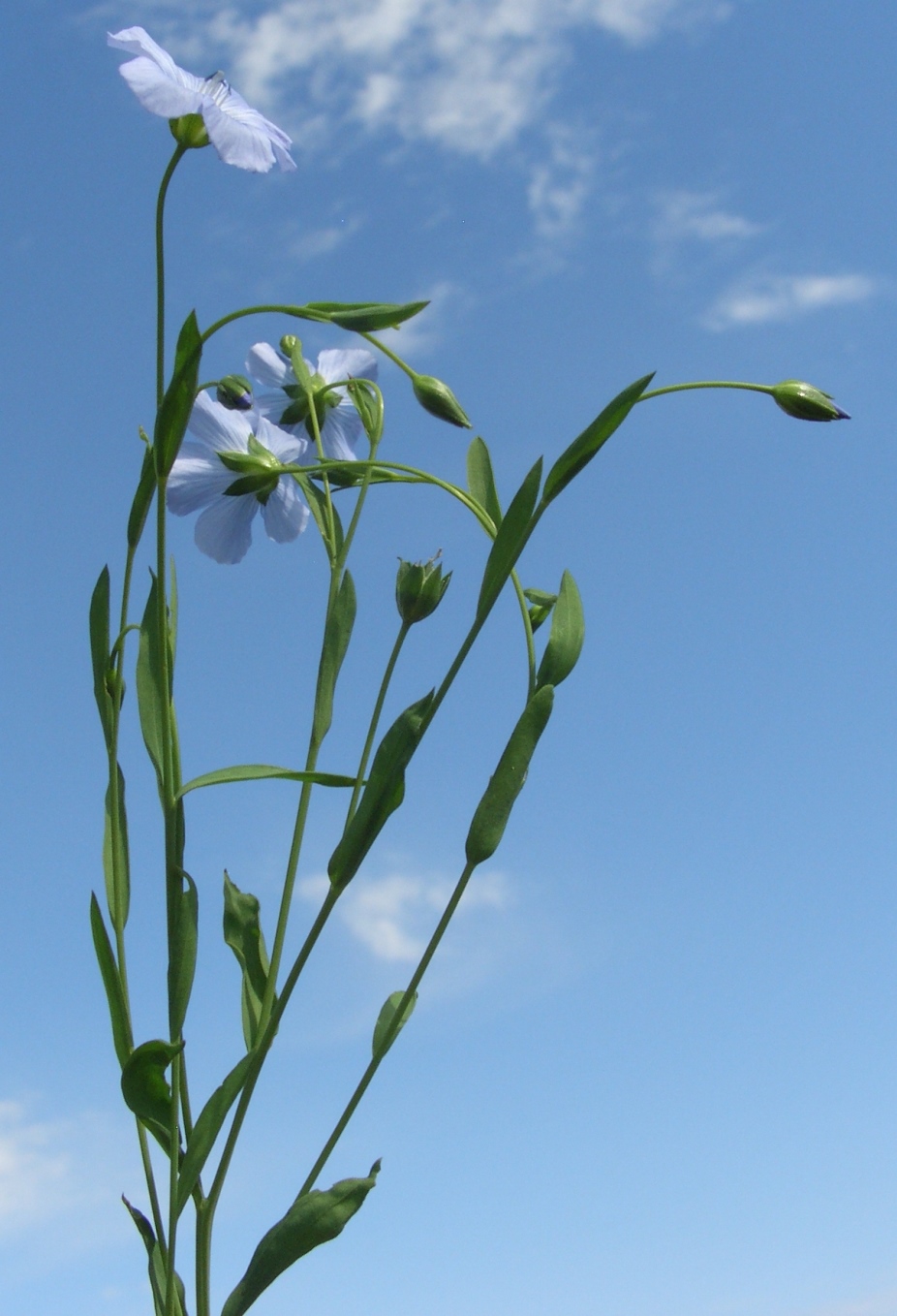 Изображение особи Linum usitatissimum.