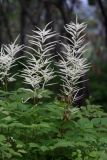 Aruncus dioicus. Верхушки цветущих растений. Приморский край, окр. г. Находка, опушка дубового леса. 19.06.2016.