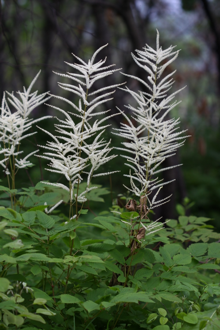 Изображение особи Aruncus dioicus.