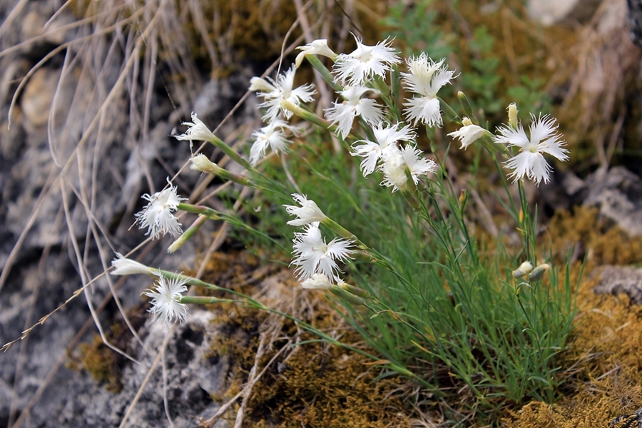 Изображение особи Dianthus acicularis.