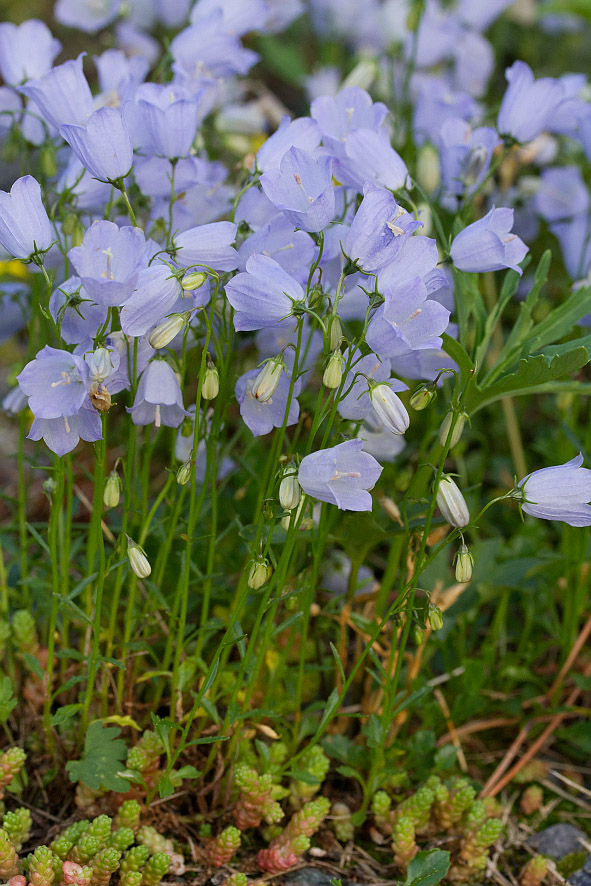 Image of Campanula cochleariifolia specimen.