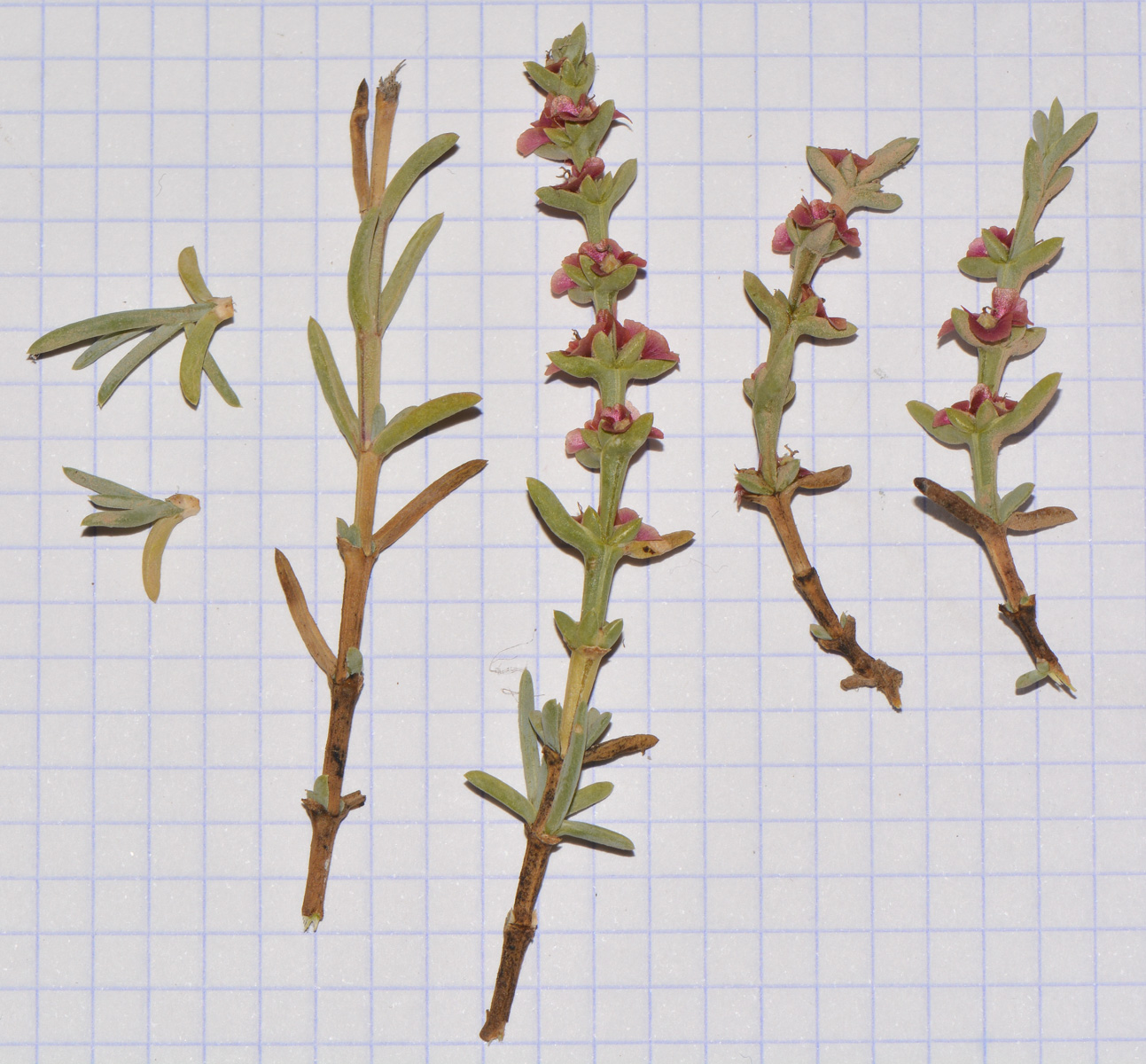 Image of Salsola oppositifolia specimen.
