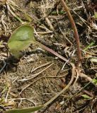 Lepidium cartilagineum