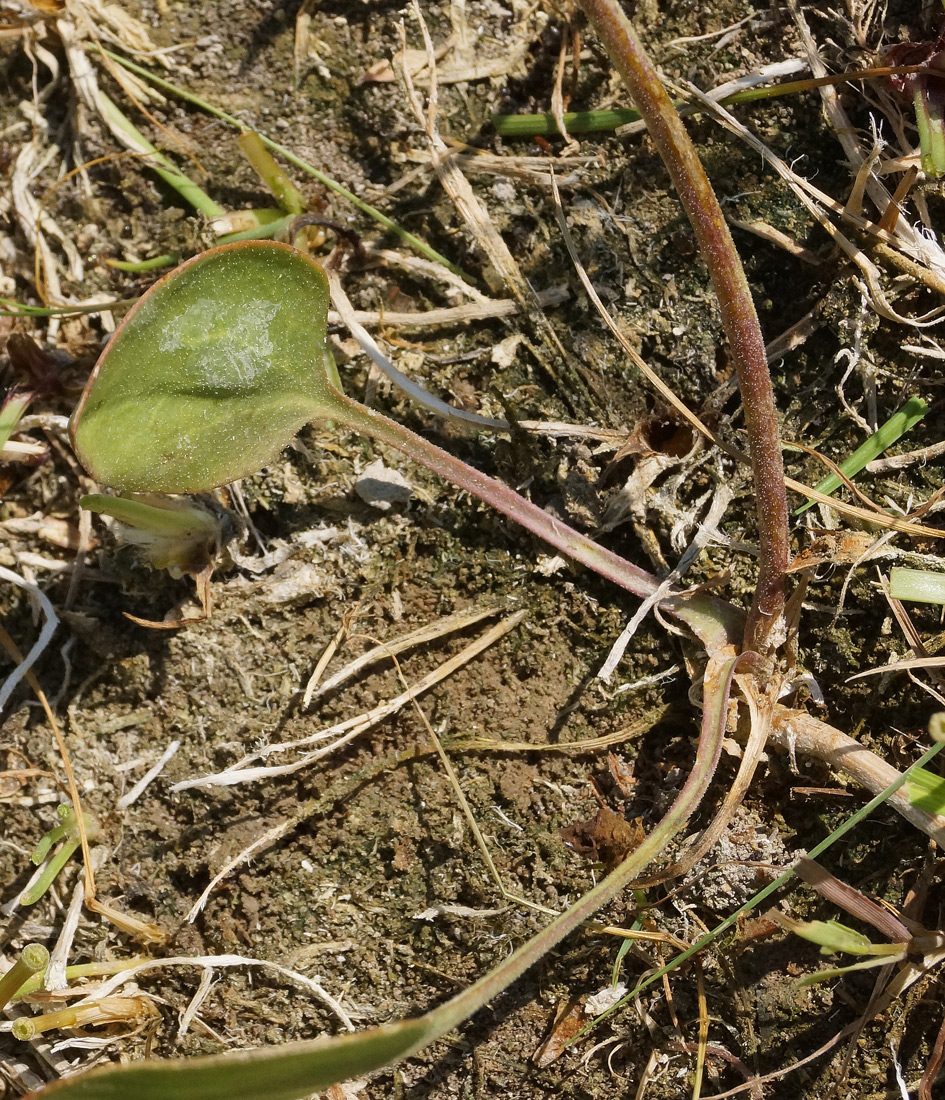 Image of Lepidium cartilagineum specimen.