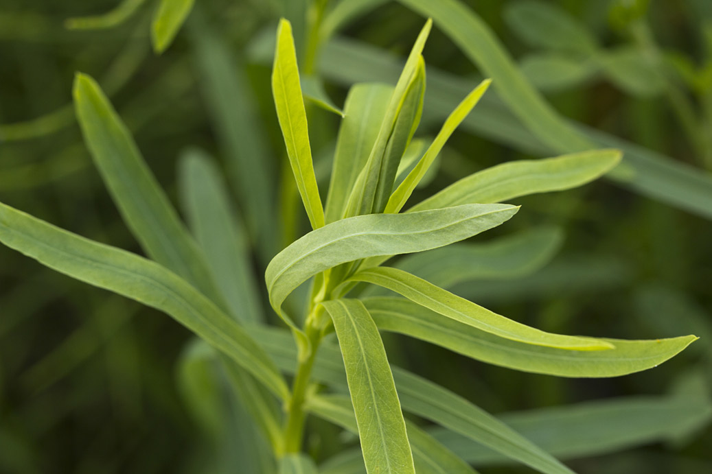 Image of Euphorbia virgata specimen.