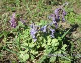 Corydalis solida