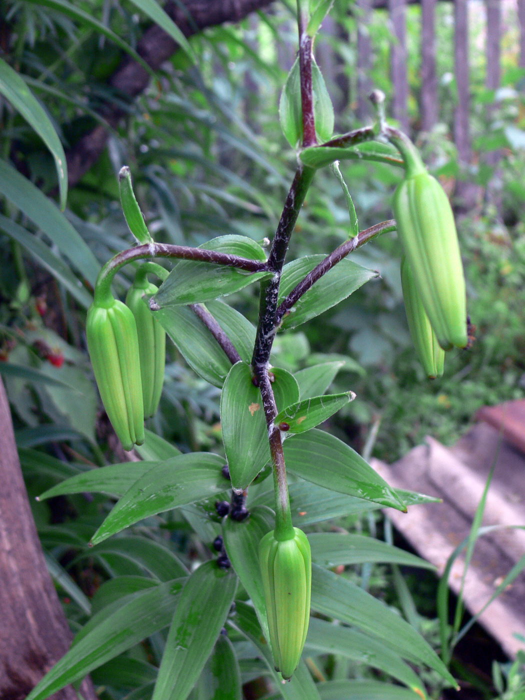Изображение особи Lilium lancifolium.