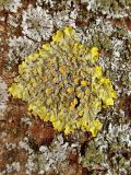 Xanthoria parietina. Листовое слоевище с апотециями на на коре Picea glauca в сообществе с Physciaceae. Марий Эл, г. Йошкар-Ола, Центральный парк. 30.03.2016.