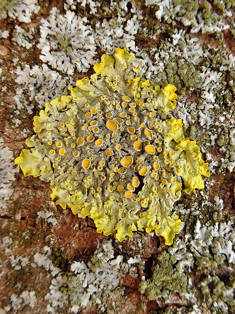 Изображение особи Xanthoria parietina.