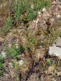 Asphodeline lutea. Плодоносящее растение. Крым, Балаклавский р-н, урочище Айязьма, перевал Куршум-Богаз, осыпающийся сухой склон. 06.06.2016.