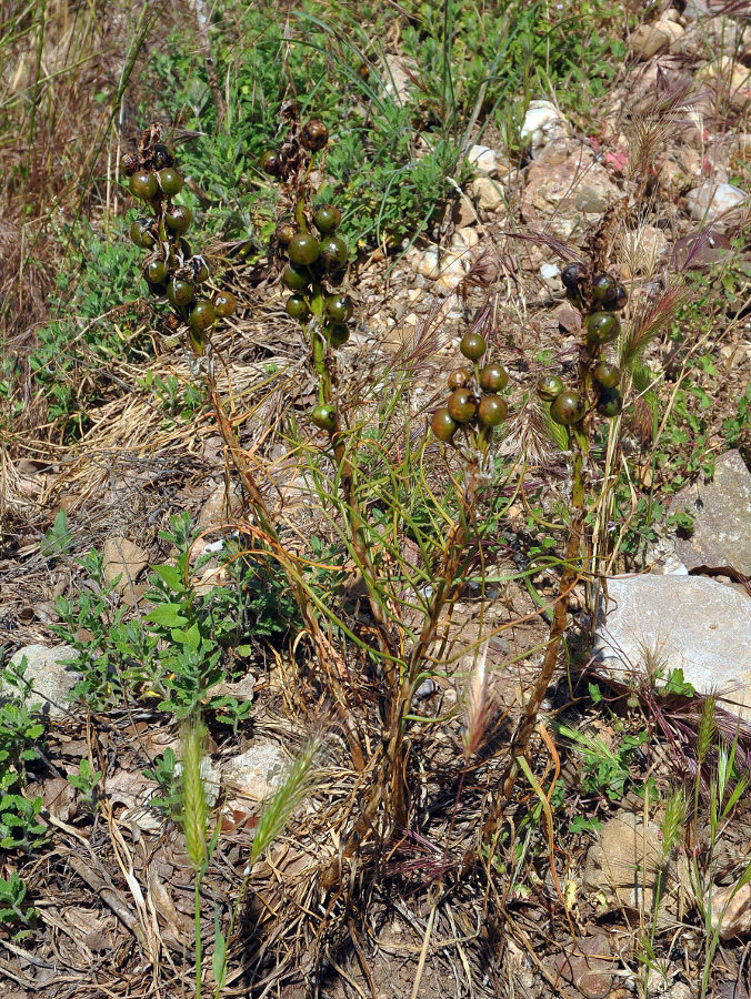 Изображение особи Asphodeline lutea.