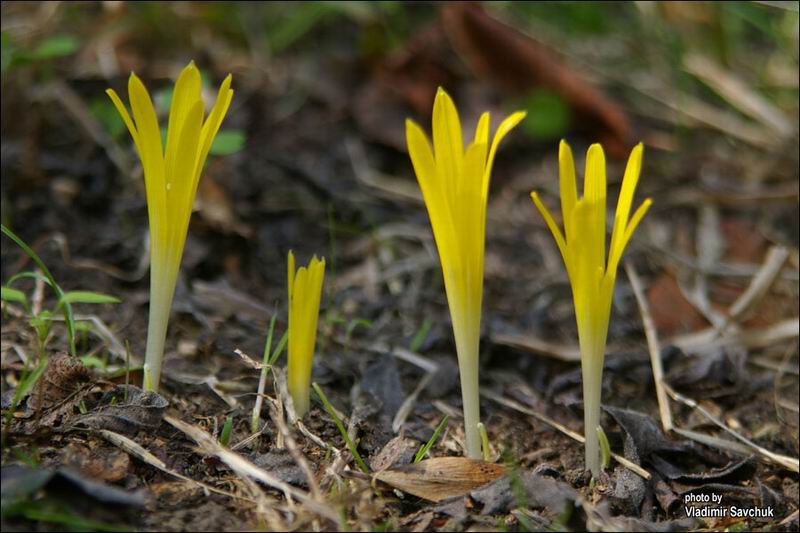 Image of Sternbergia colchiciflora specimen.