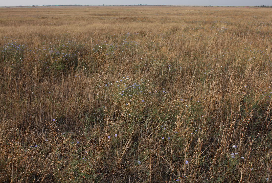 Image of Linum austriacum specimen.