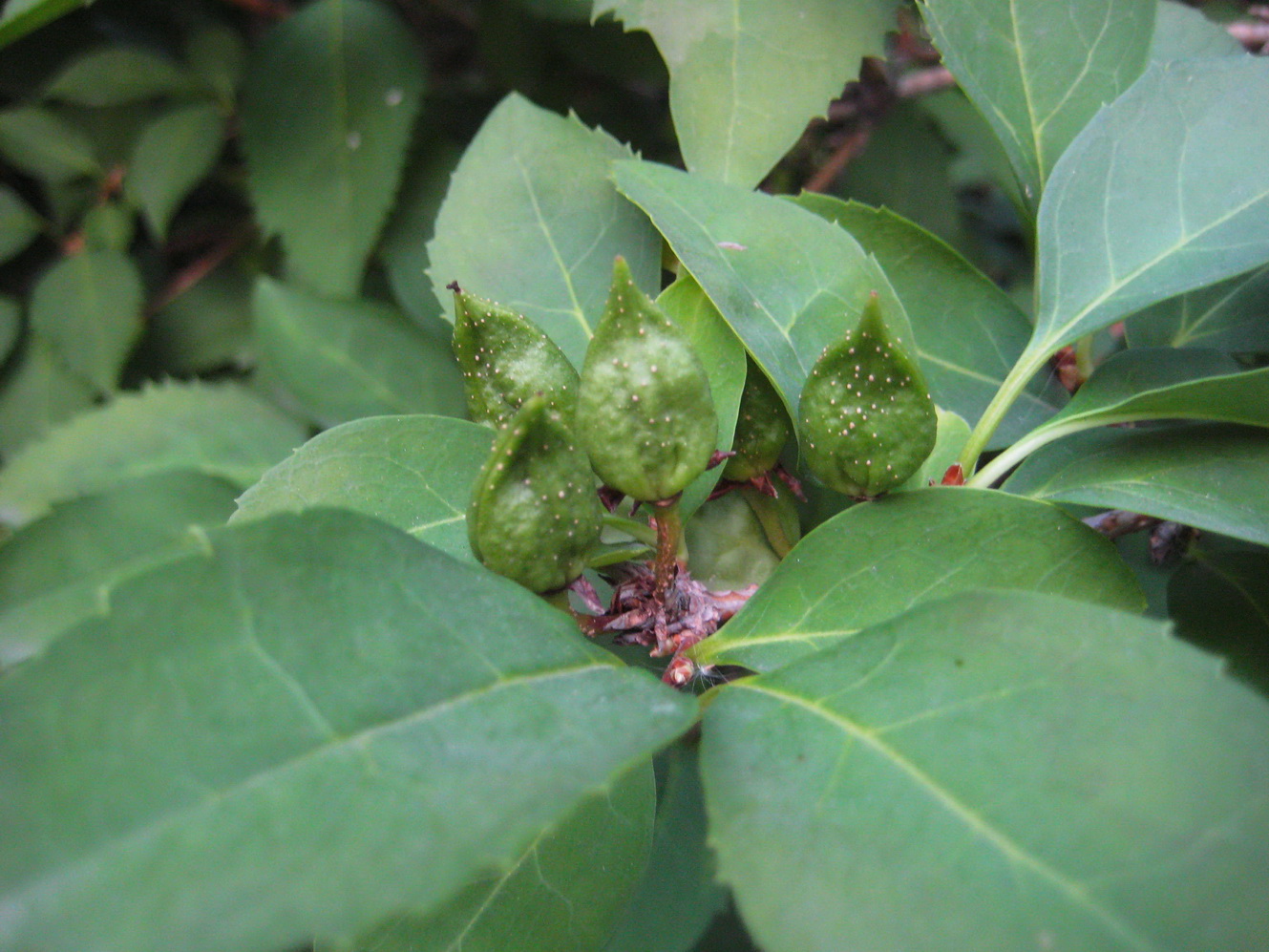 Image of Forsythia × intermedia specimen.