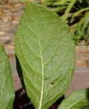 Phytolacca acinosa