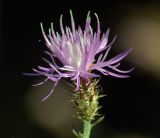 Centaurea diffusa. Соцветие. Краснодарский край, окр. Абрау-Дюрсо, урочище Сухая щель, обочина дороги. 31.07.2005.