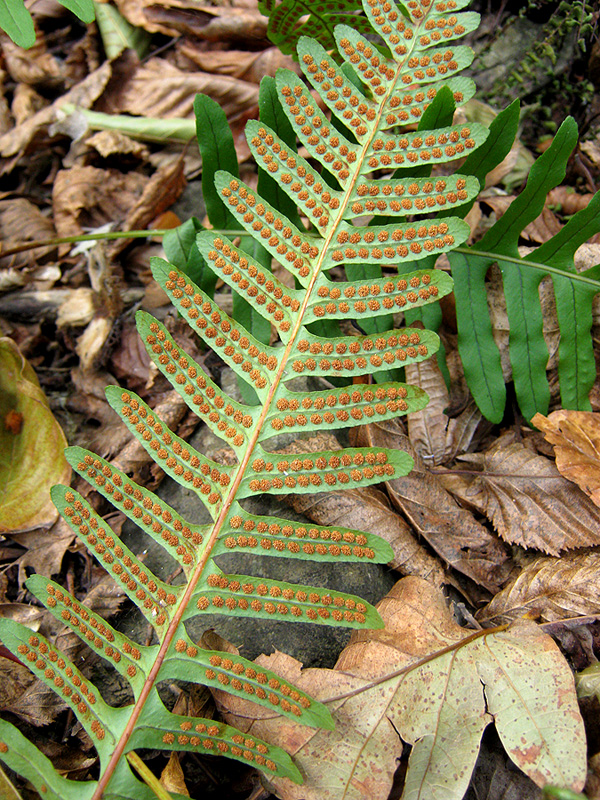 Image of Polypodium vulgare specimen.