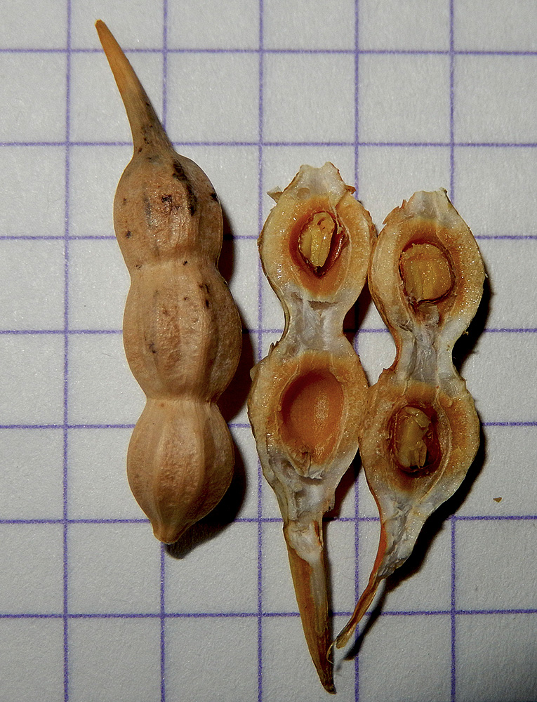 Image of Raphanus maritimus specimen.