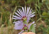 Aster maackii. Соцветия (вид со стороны обертки). Приморский край, Шкотовский р-н, окр. пос. Подъяпольск, м. Открытый, обочина тропинки на склоне сопки. 24.09.2016.