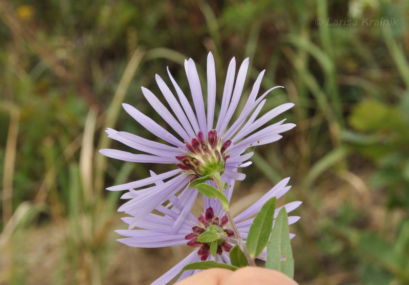 Image of Aster maackii specimen.