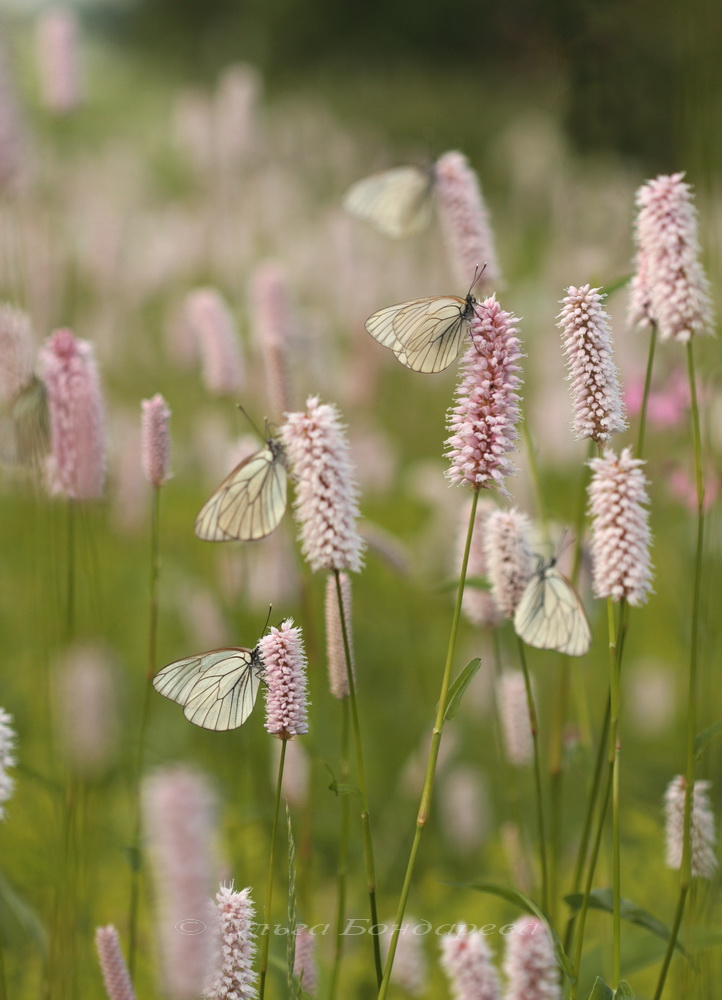 Изображение особи Bistorta officinalis.