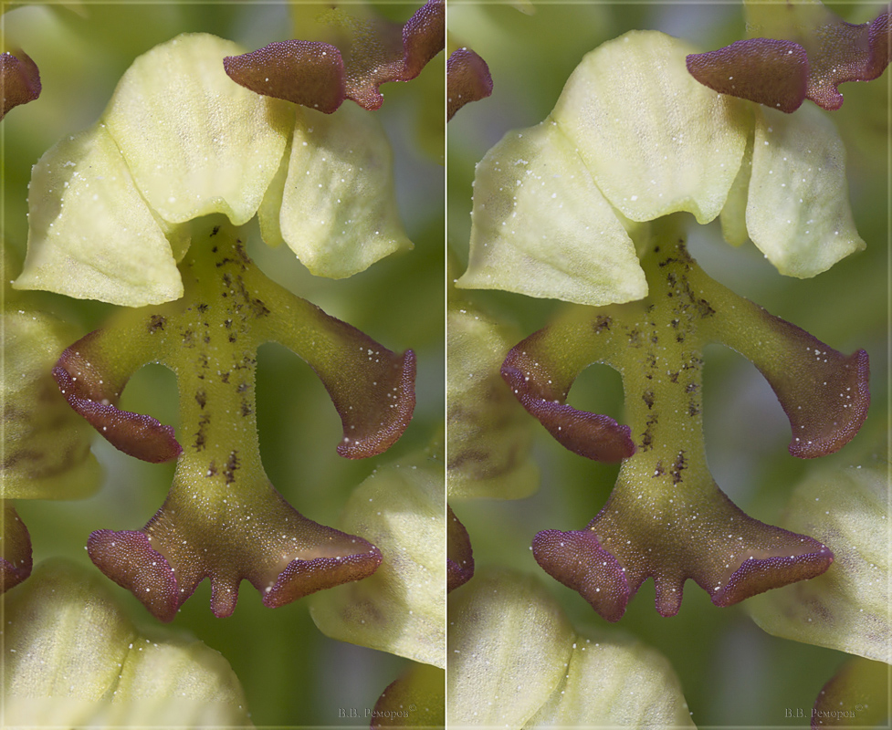 Image of Orchis punctulata specimen.