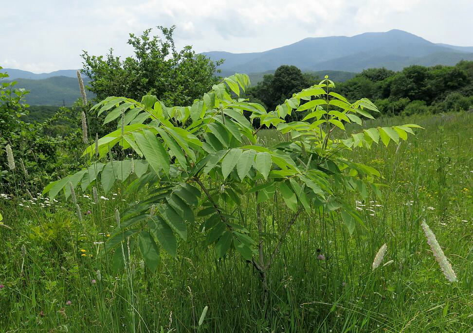 Изображение особи Juglans mandshurica.